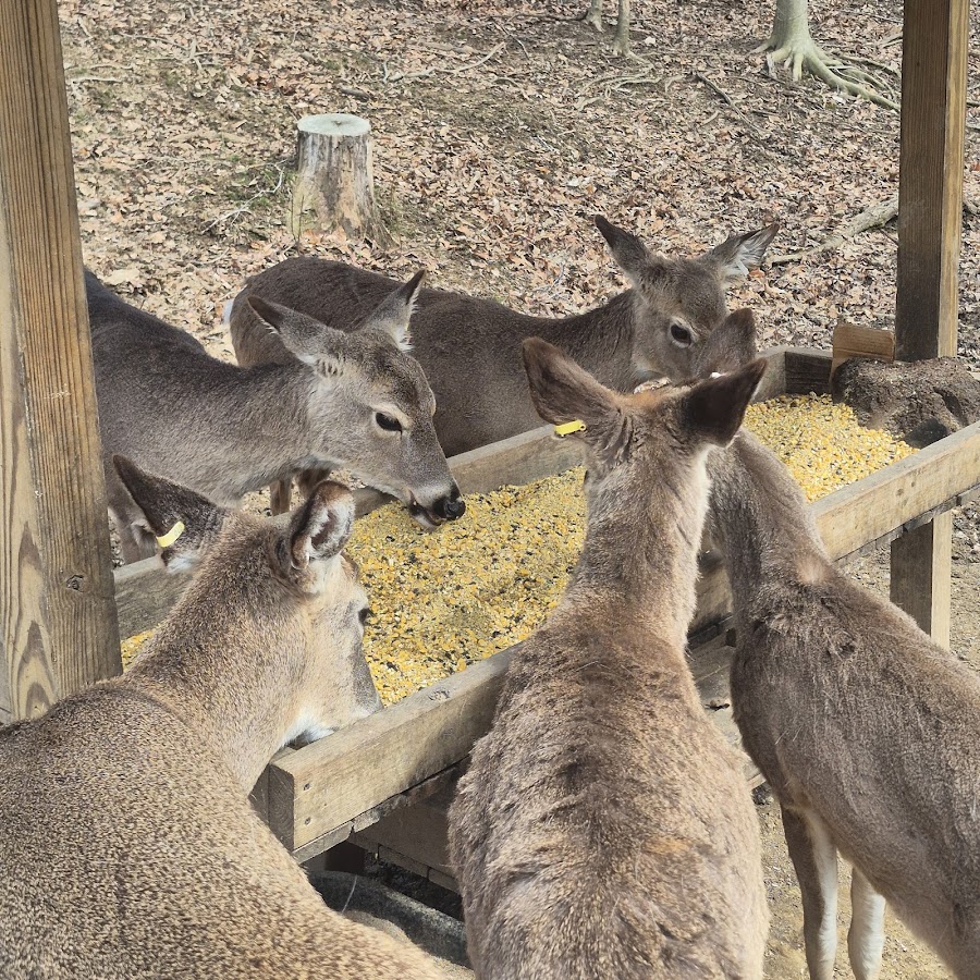 Kamradt Deer Farm