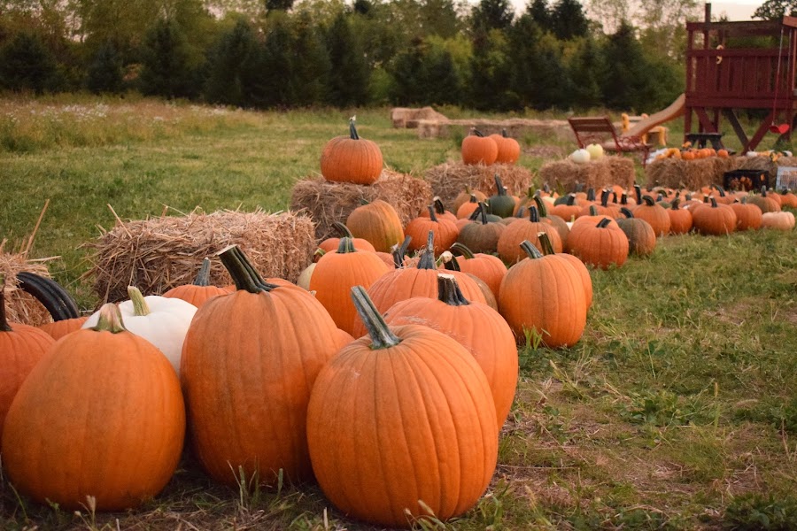 Buffalo Bill's Pumpkin & Christmas Tree Farm