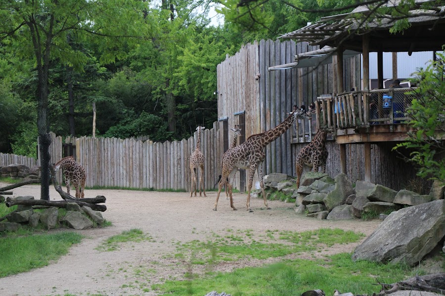 Giraffe Ridge