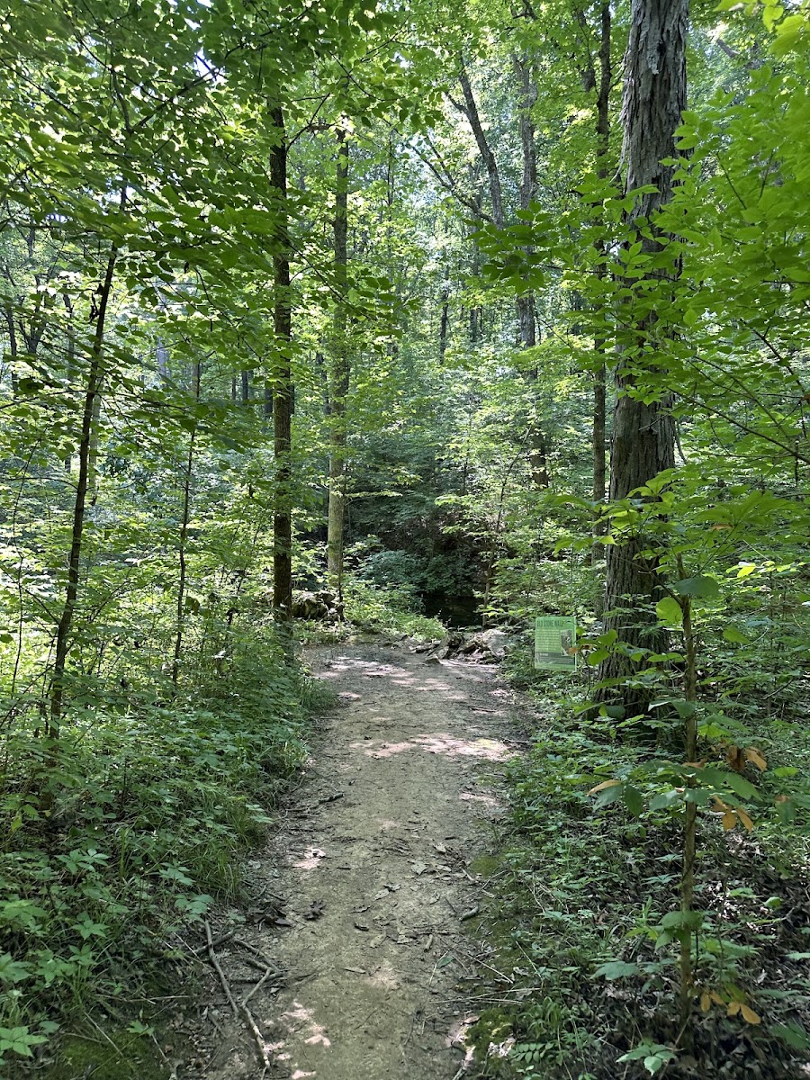 Wild Hyacinth Trail