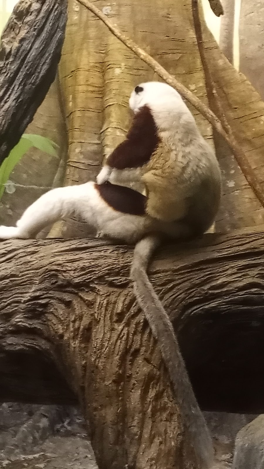 Lemur Lookout