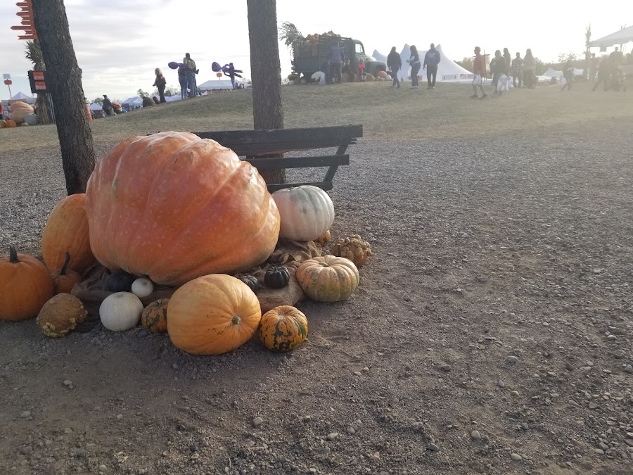 Minges And Weber Family Pumpkin Festival