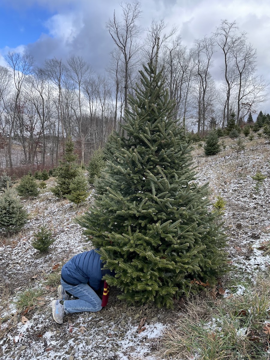 Allison's Christmas Trees