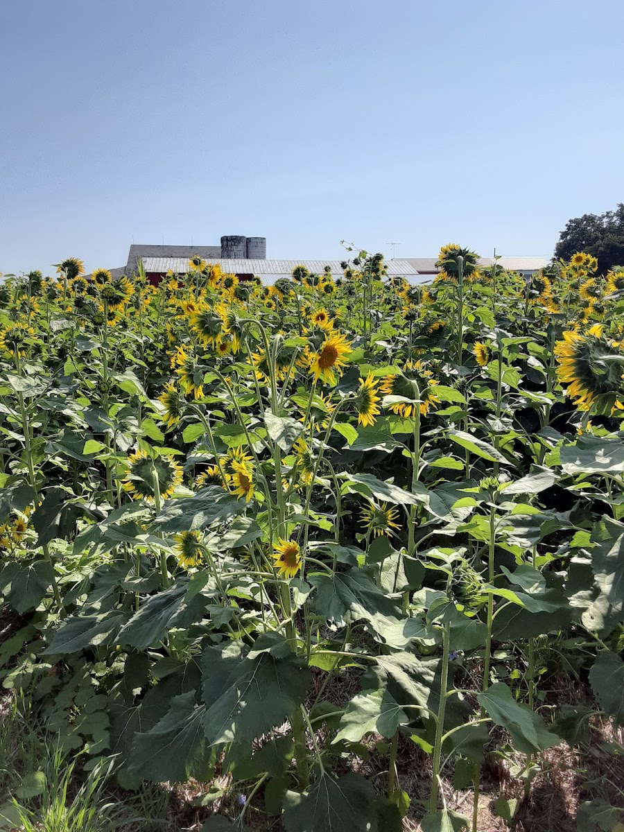 Schacht Family Farm