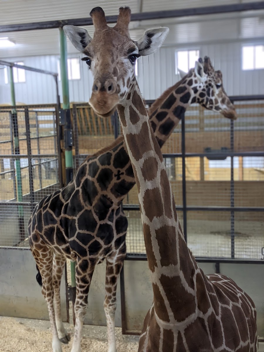 Boulder Ridge Wild Animal Park