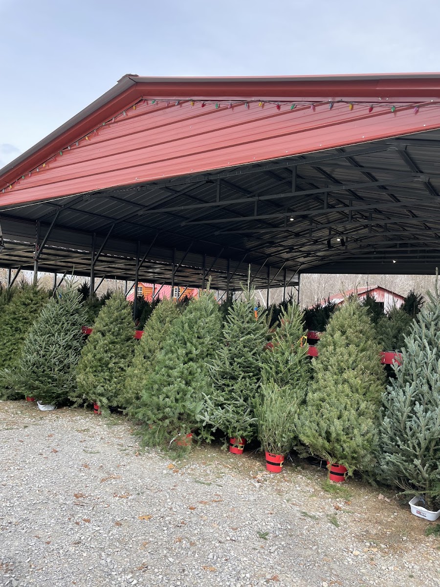 Kandi Kane Christmas Tree Farm