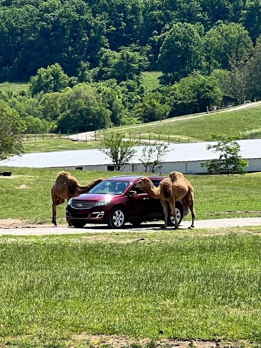 Wilstem Wildlife Park