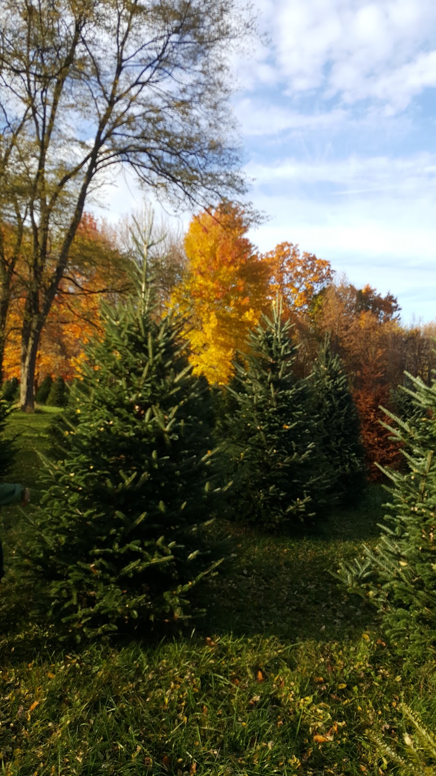 Chiaverini's Christmas Tree Farm