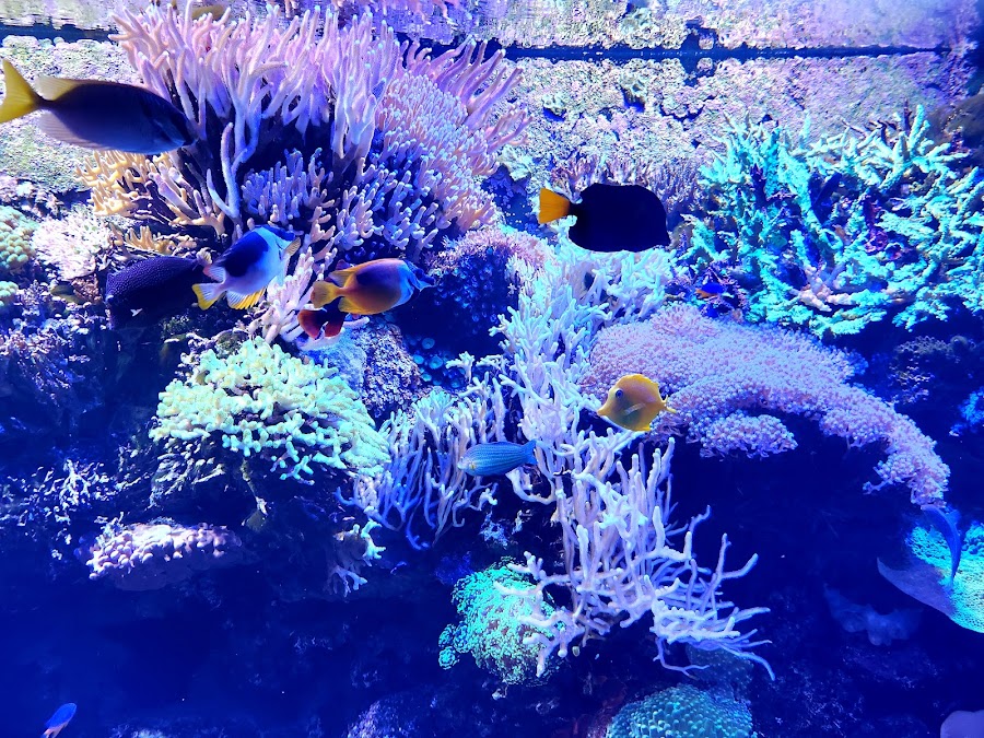 Tennessee Aquarium