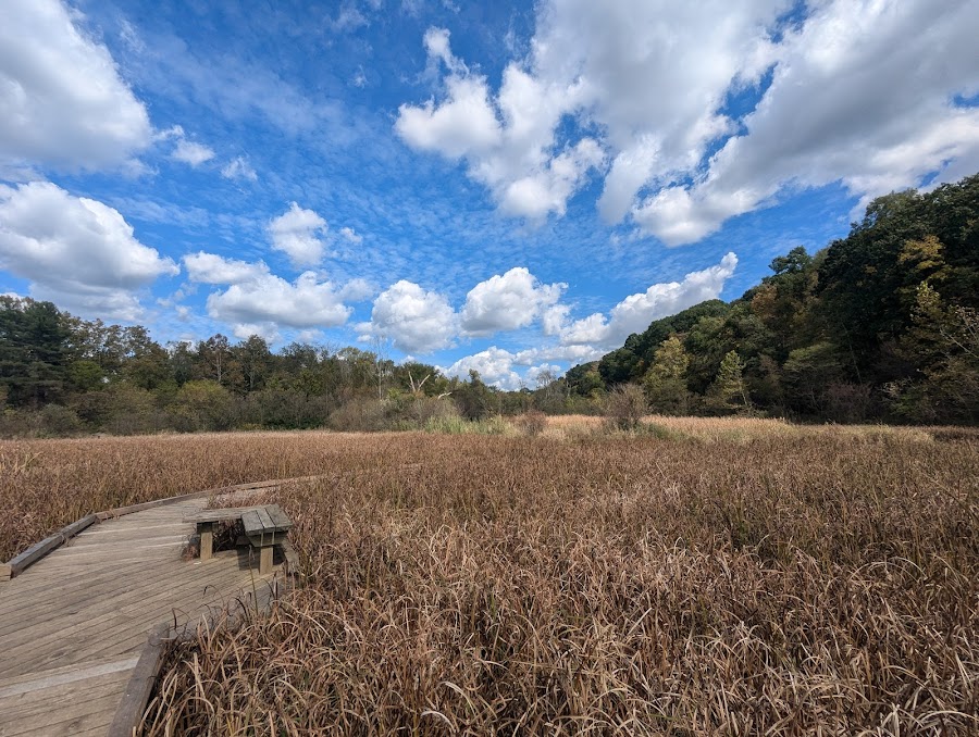 Wingfield Pines
