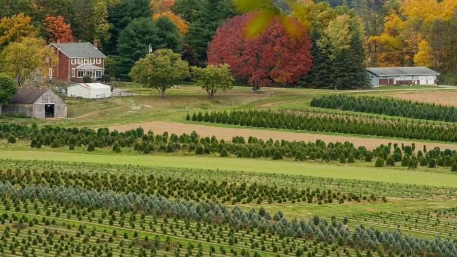 Lake Forest Gardens