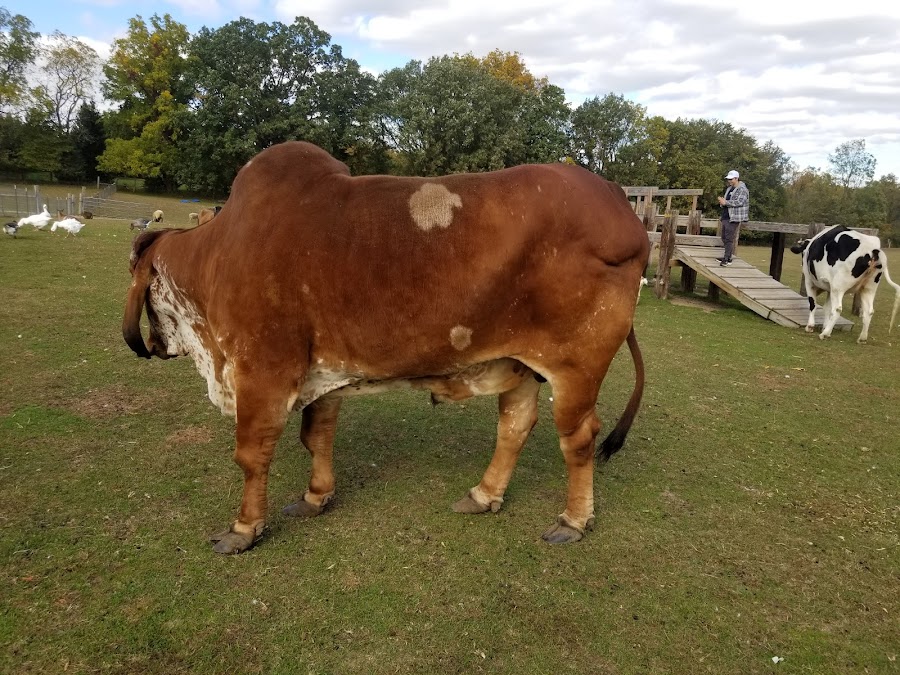 SASHA Farm Animal Sanctuary