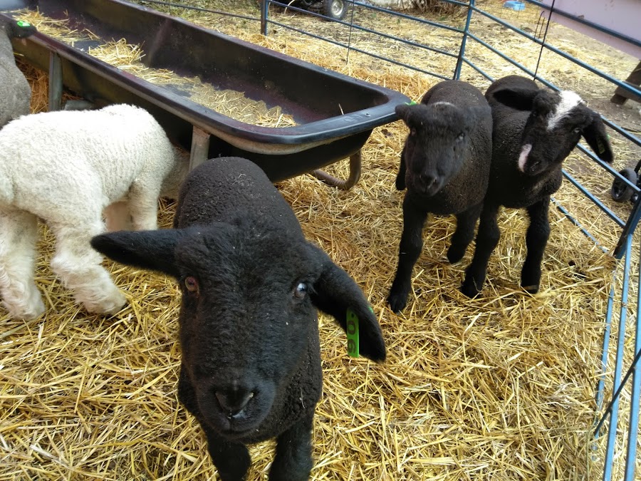 Critter Barn