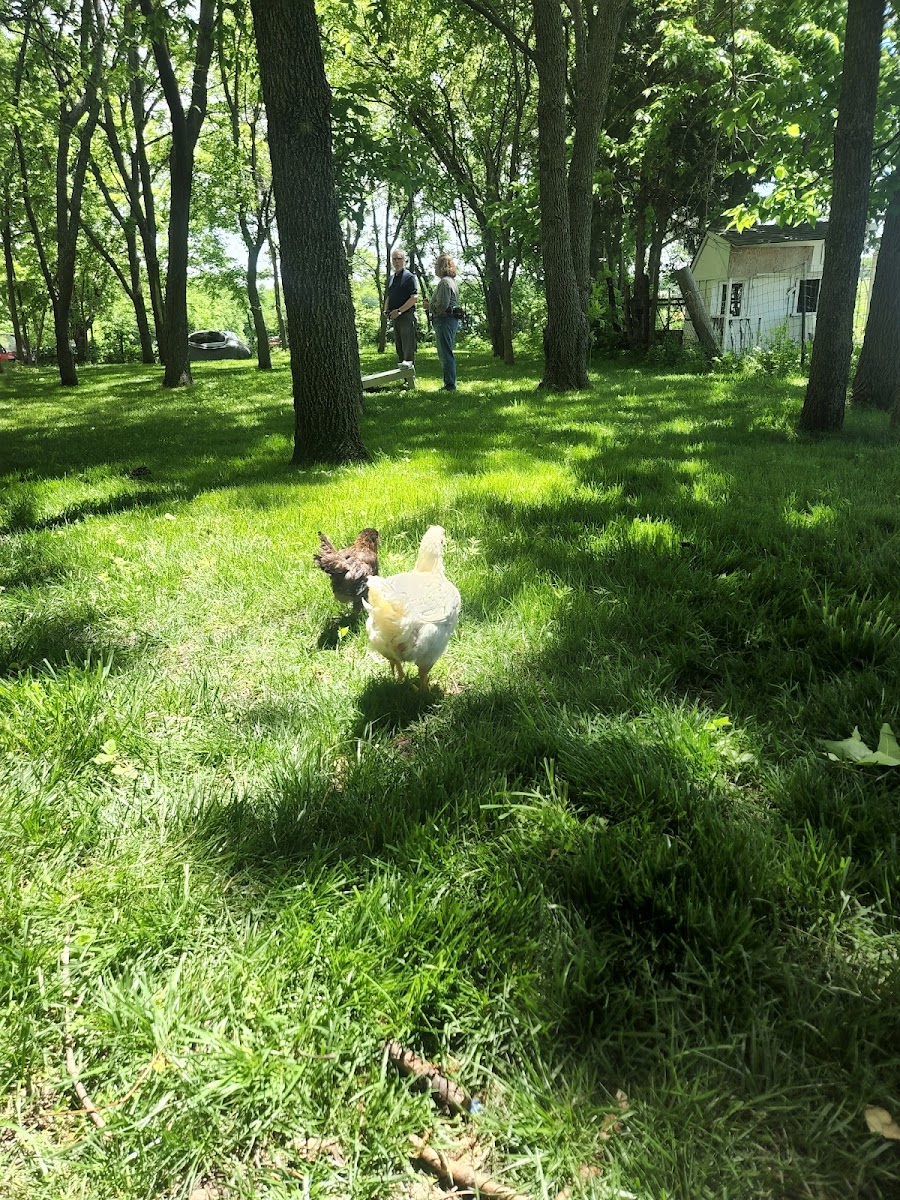 Be Free Family Farm