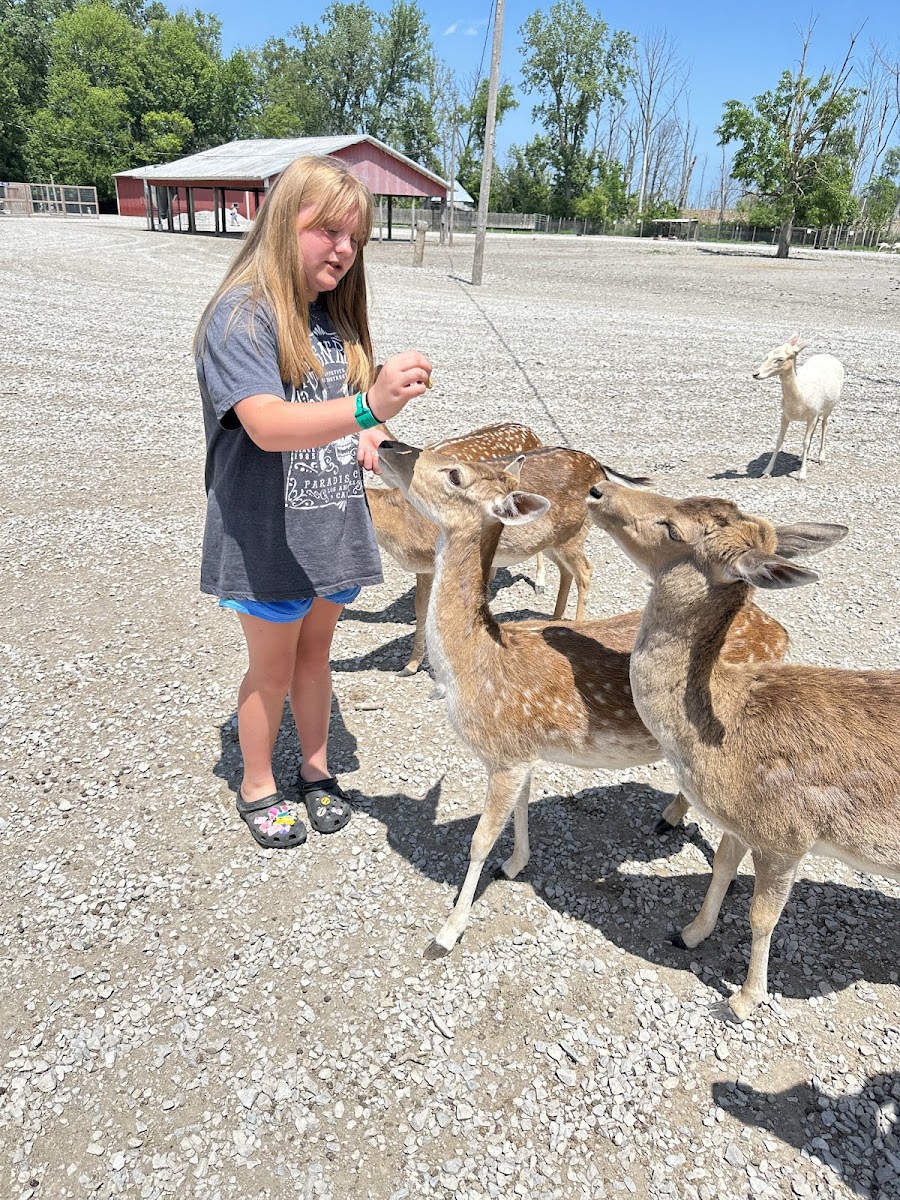 Lagoon Deer Park