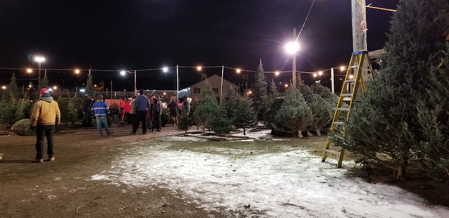 Londrico's Christmas Trees