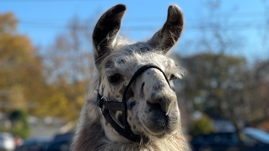 Wild Hooves Farm Animal Rescue & Traveling Petting Zoo