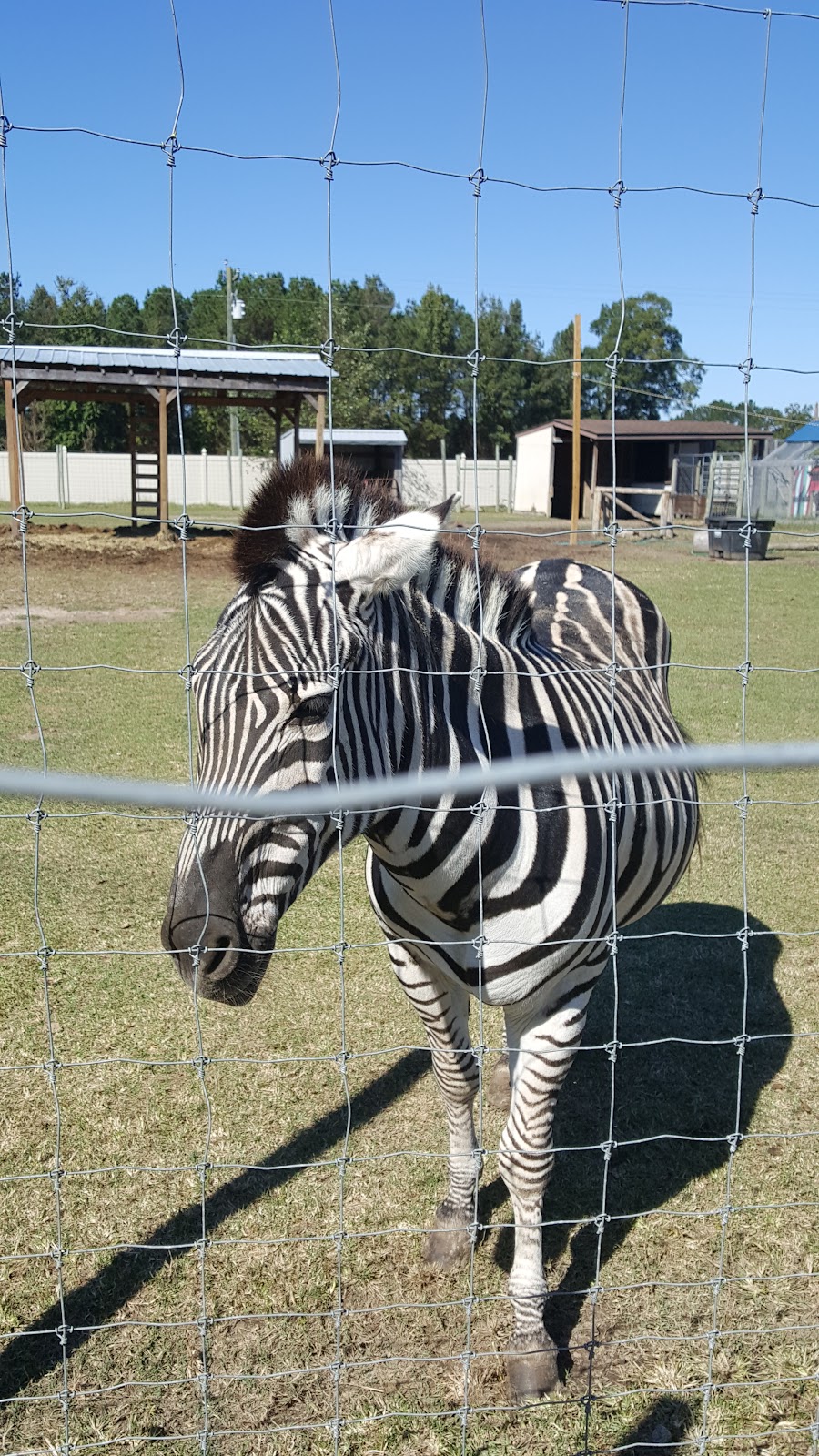 It's A Zoo Life