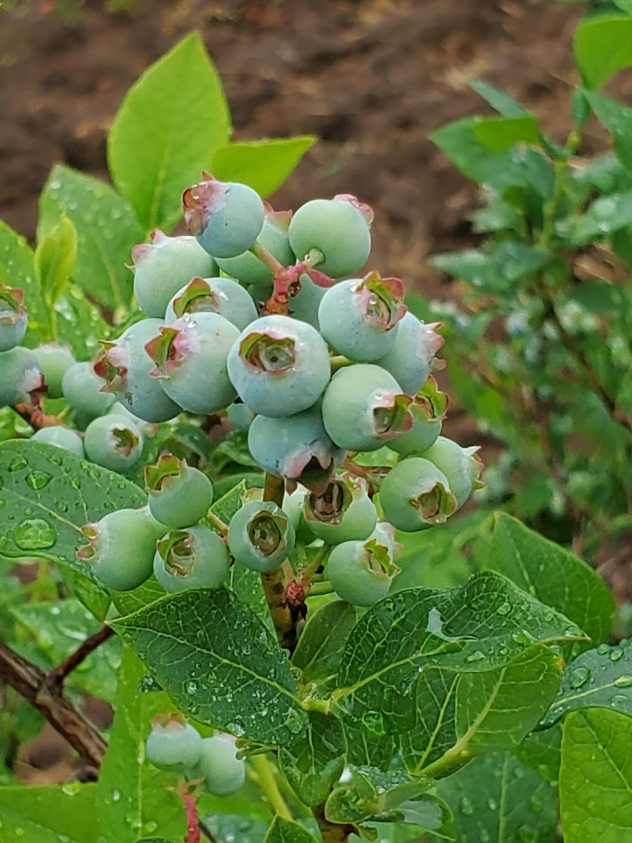 Mitchell's Patch of Blue