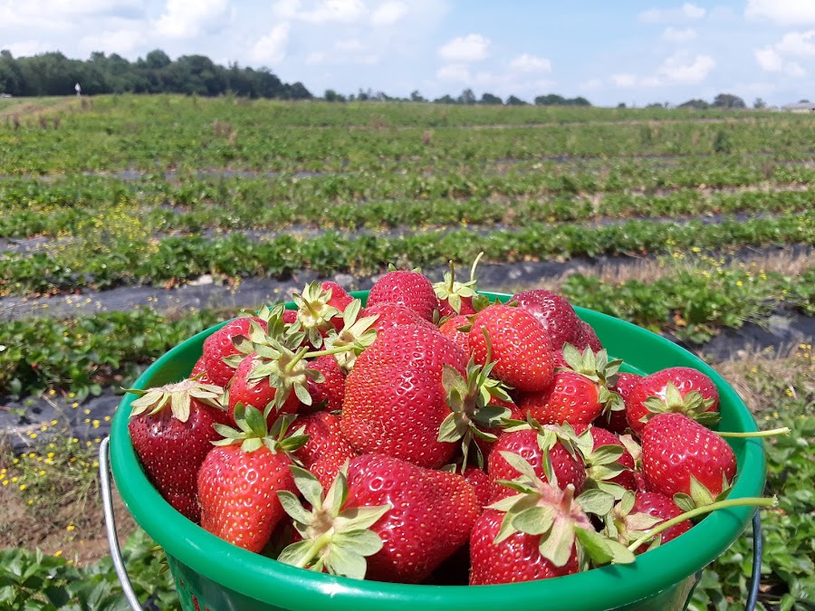 McCraw's Strawberry Ranch