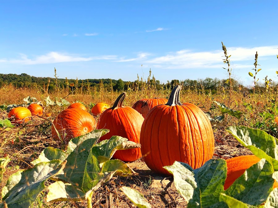 Monroe's Orchard