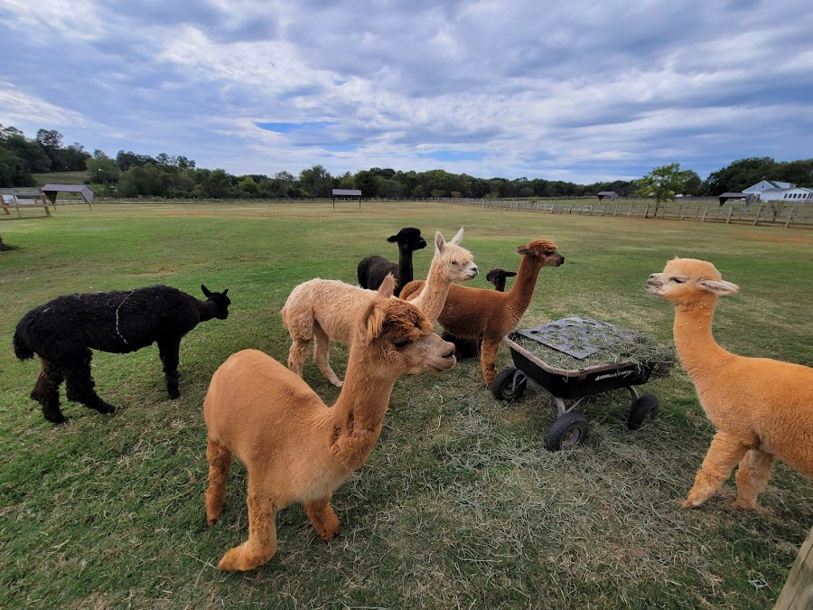 Carolina Sunshine Alpaca Farm