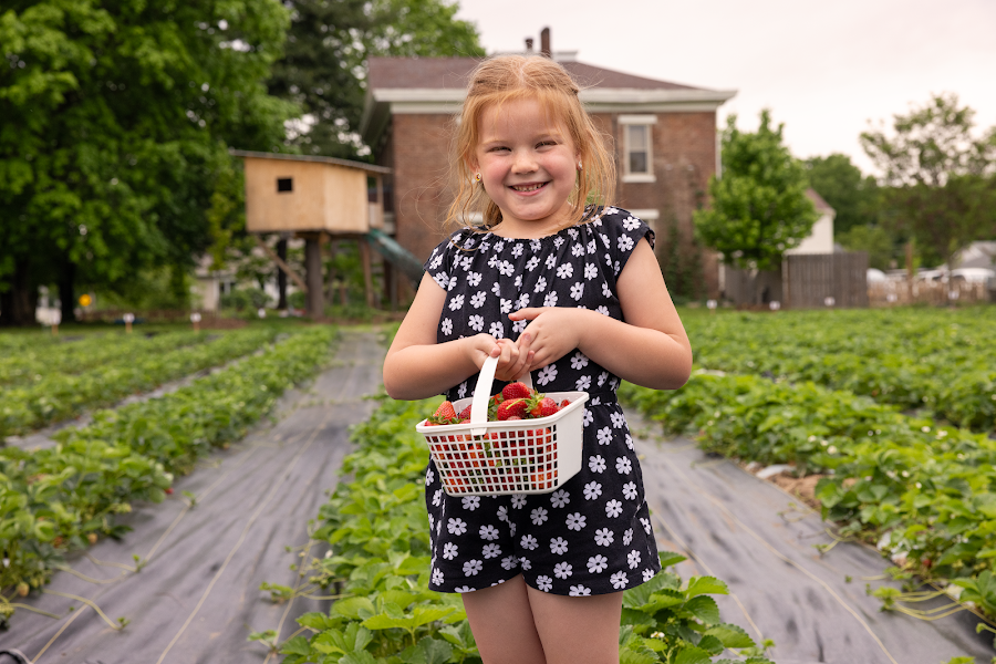 Upick Strawberry Fields