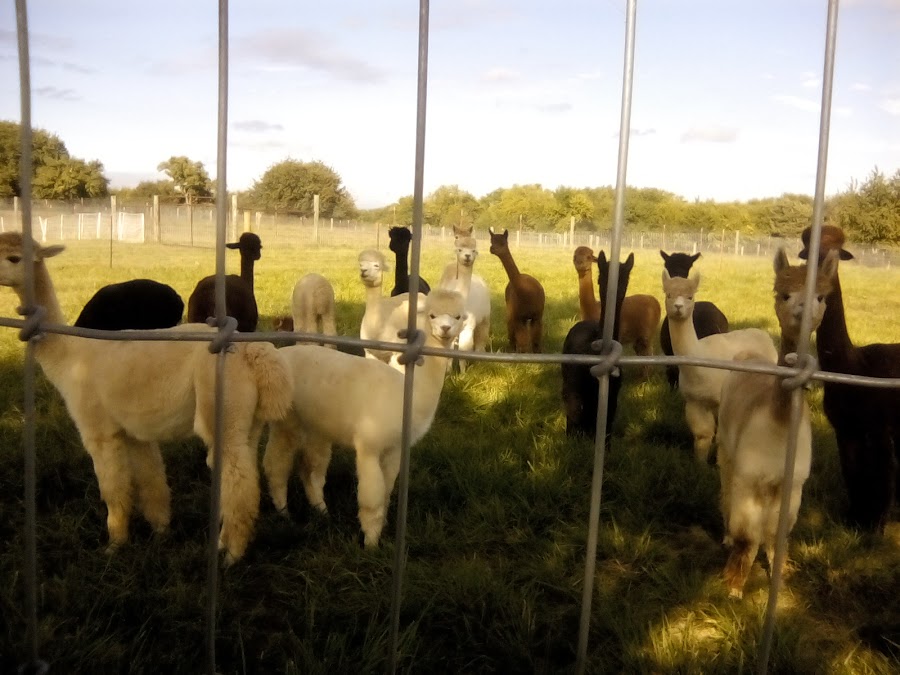 Manna Meadows Alpacas