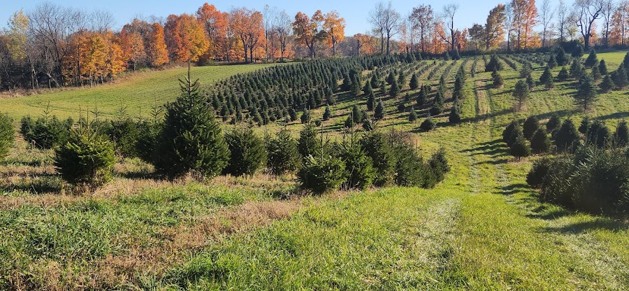 Fred's Tree Farm