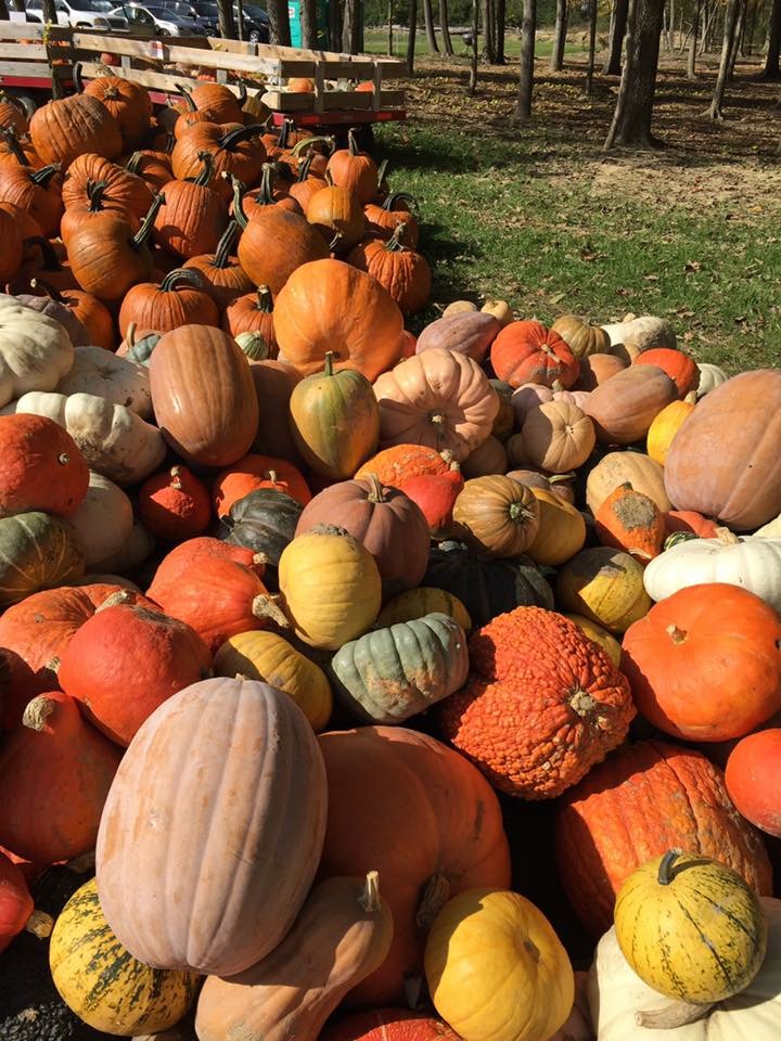 Lucas Bros Fall Fest