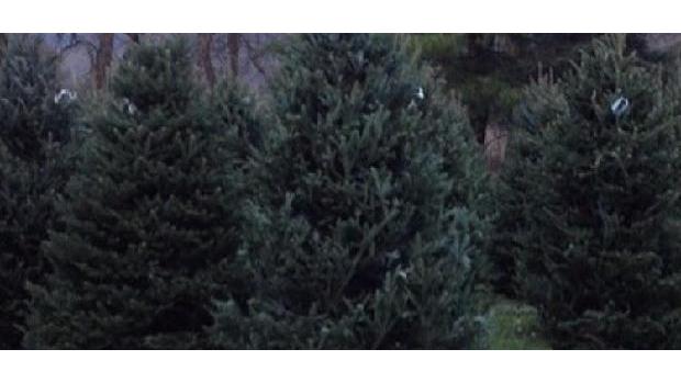 Raley's Tree Farms