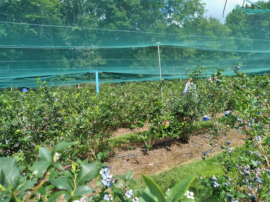 Bowser's Blueberries