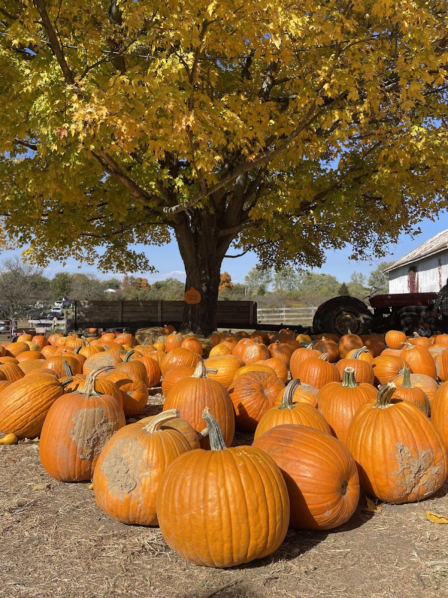 Irons Fruit Farm