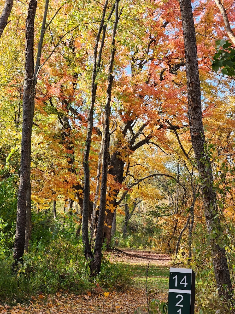 Willow Metropark Disc Golf Course