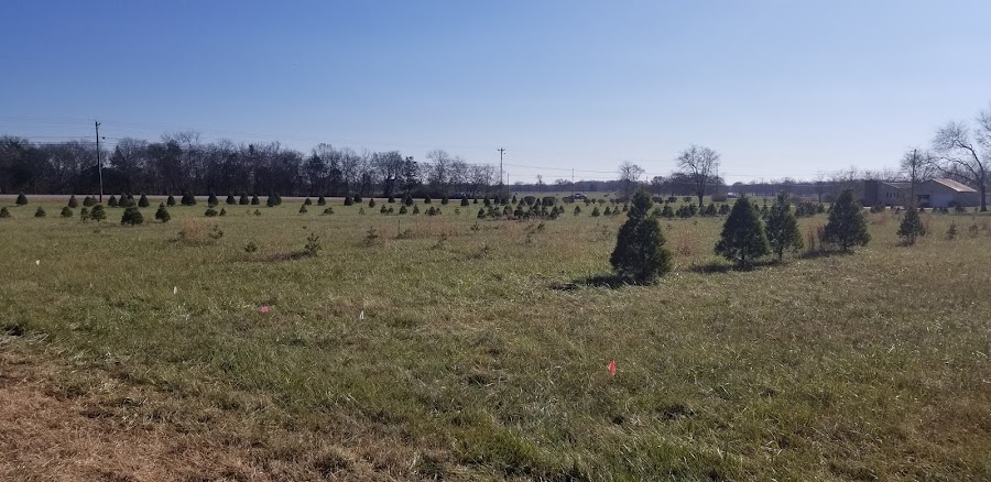 BLACKJACK FARM CHRISTMAS TREES