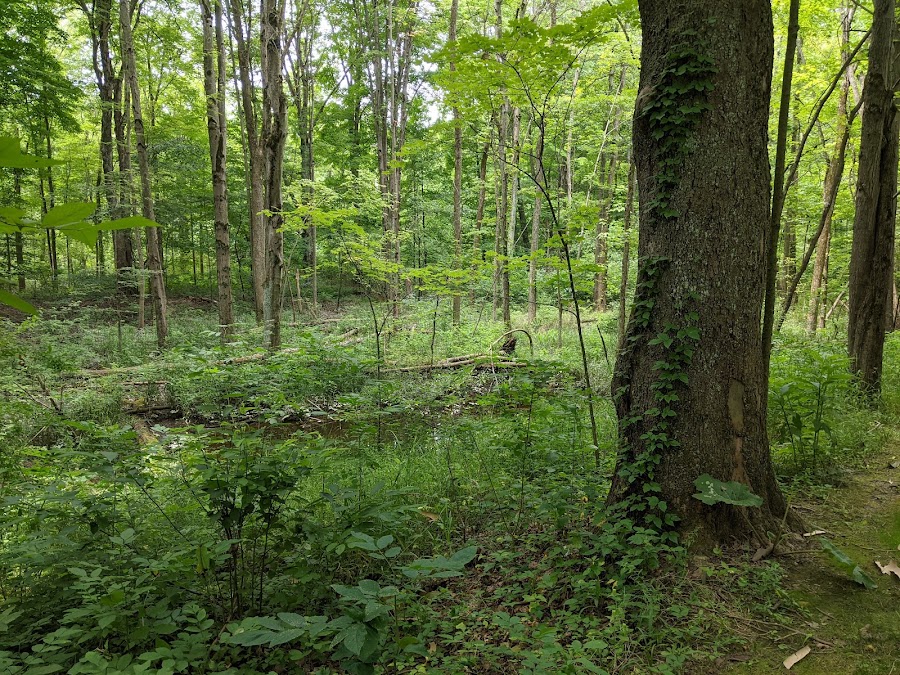 Carlisle Reservation