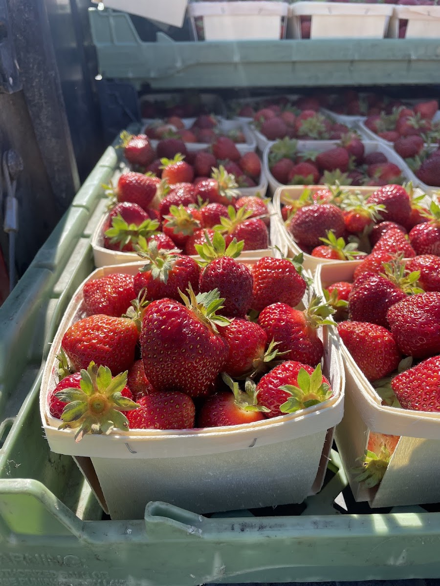 Avers Acres Strawberries
