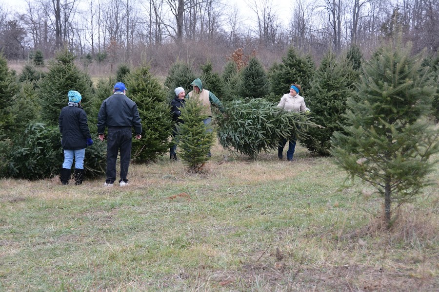 Hillside Christmas Tree Farm