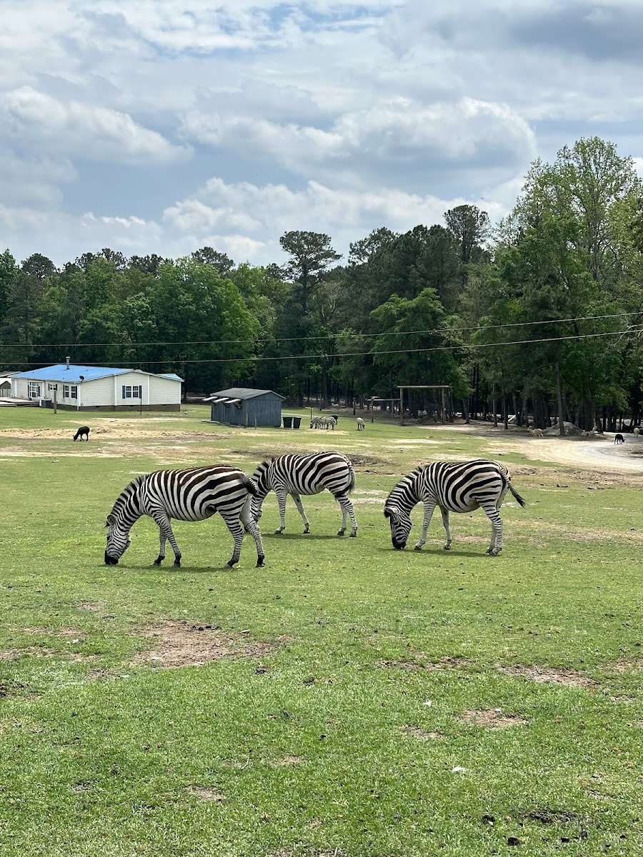 Aloha Safari Park