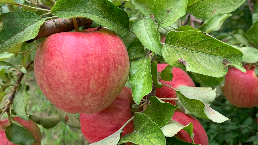 Old Homestead Orchard