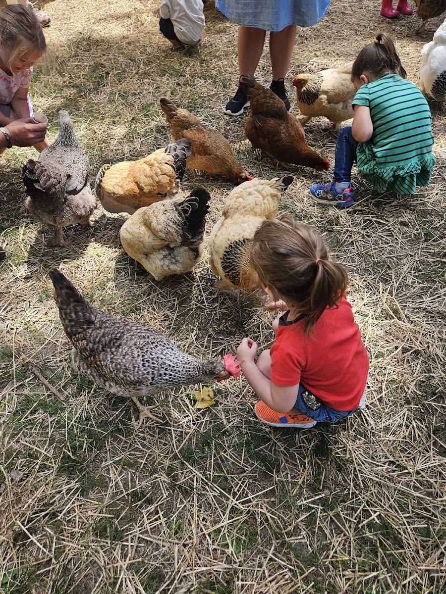 Feathered Farm