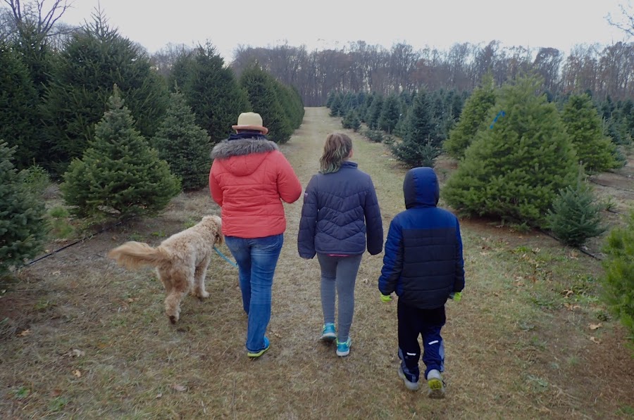 Janke Tree Farm