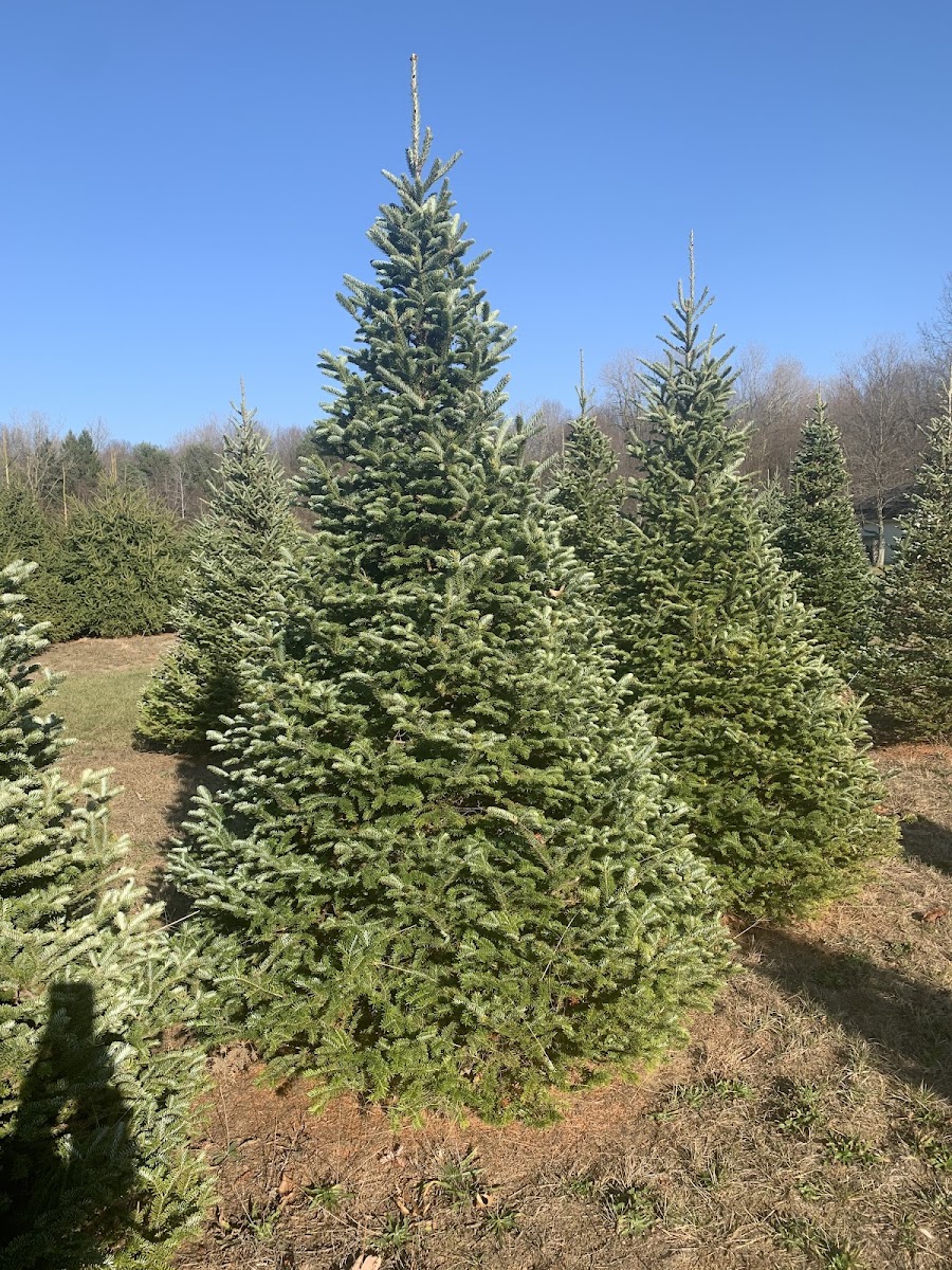 The Whitehouse Christmas Tree Farm