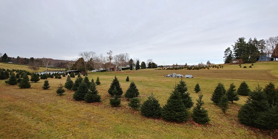 Cypher's Christmas Tree Farm