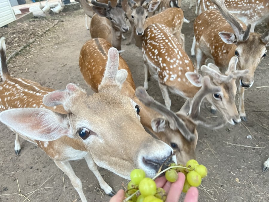 Hollywild Animal Preserve