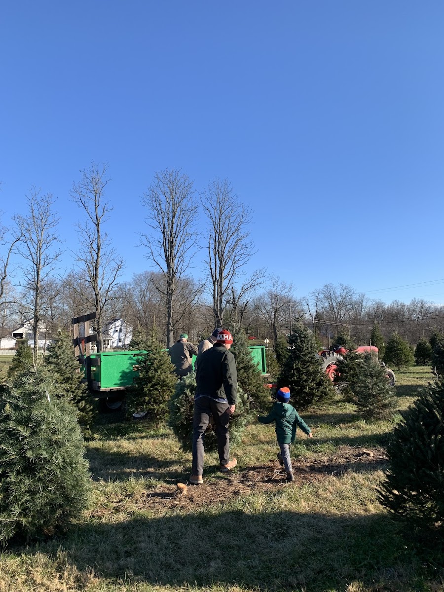 Koch Christmas Trees