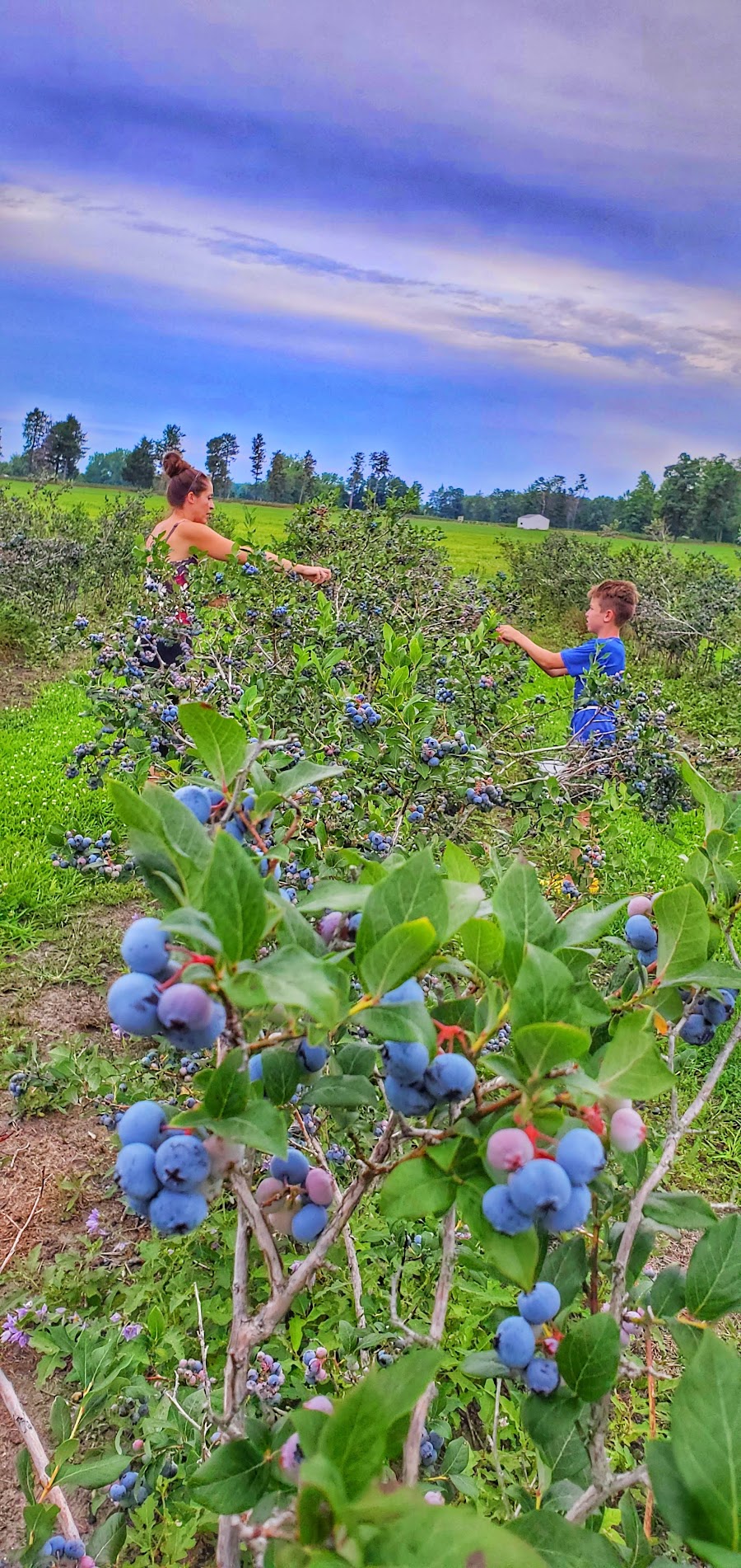 Venroy Blueberries