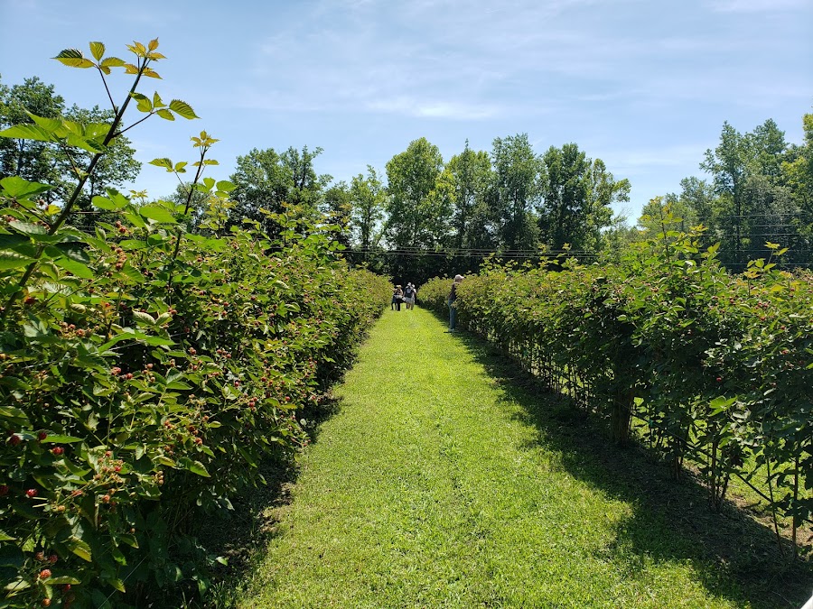 Dr. Young's Pond Berry Farm