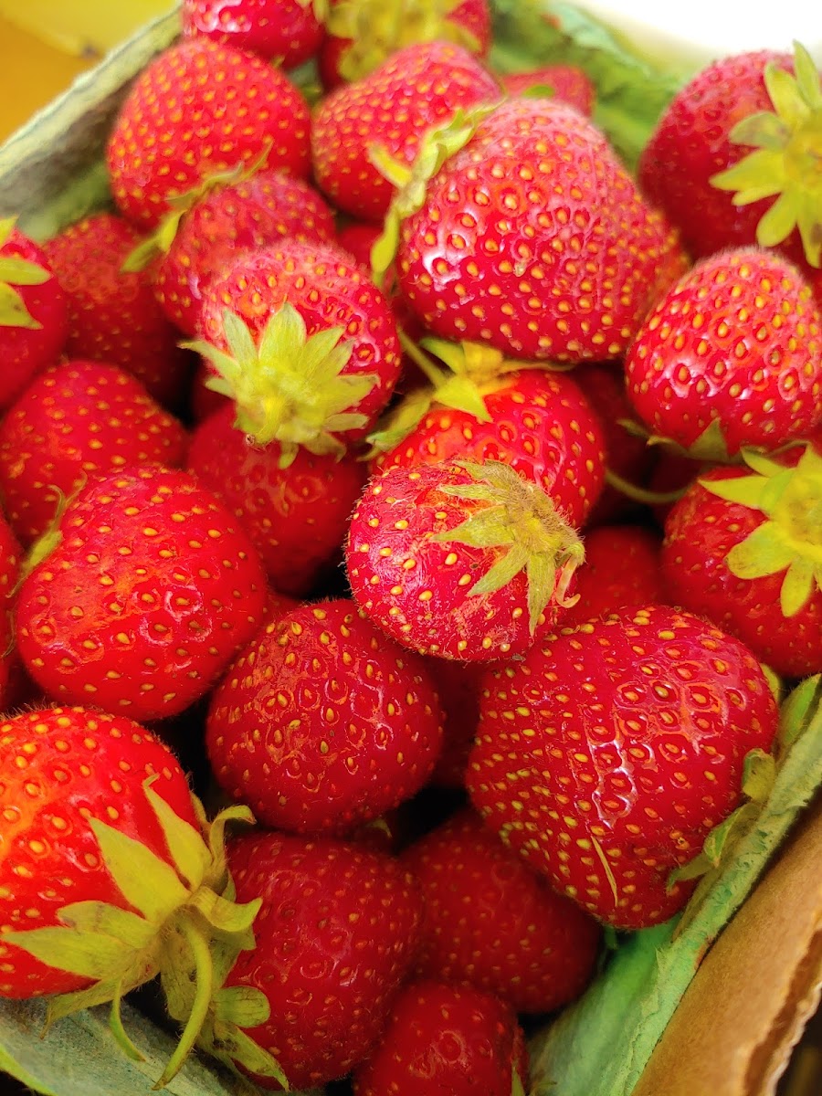 Ada Farmers Market