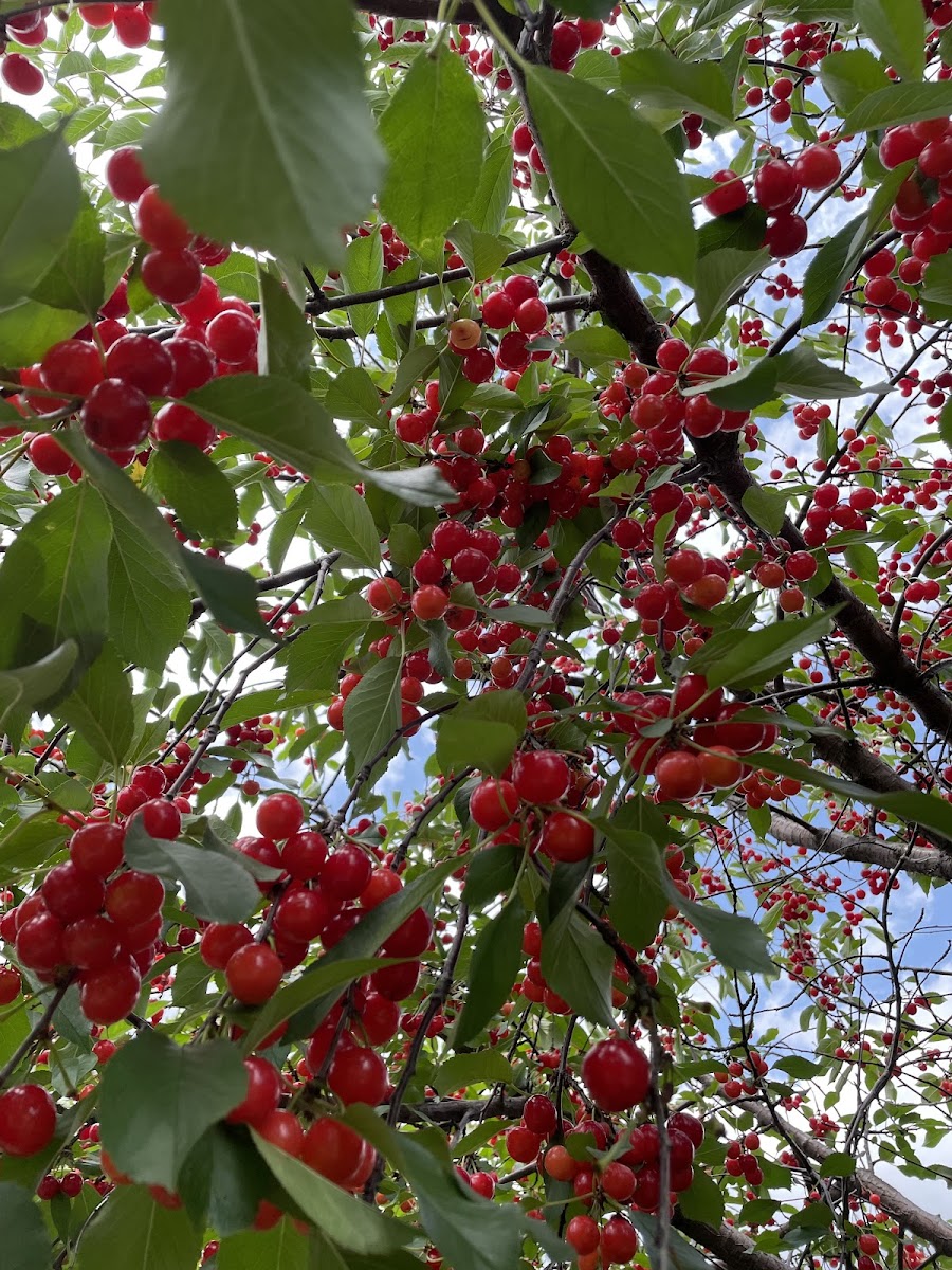 Goodfellow Orchards